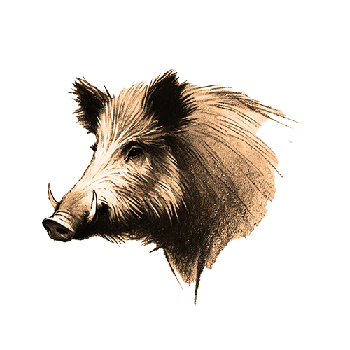 Freigestelltes Sepia-Bild eines Wildschweins im Profil mit kraftvoller und entschlossener Haltung