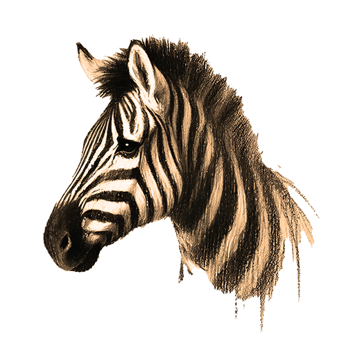 Freigestelltes Sepia-Bild eines Zebras im Profil mit anmutiger und ausgewogener Haltung