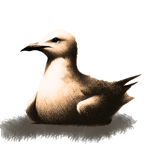 Freigestelltes Sepia-Bild einer Möwe im Profil mit freier und luftiger Haltung