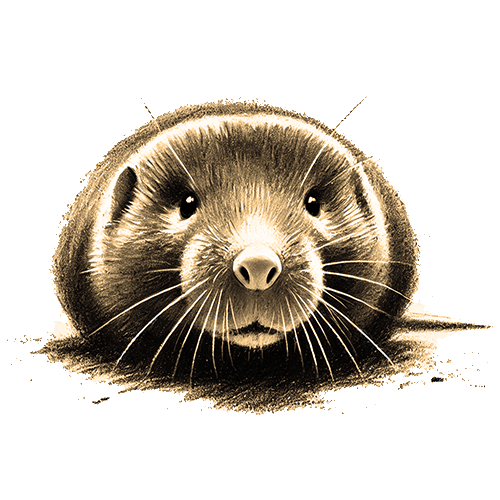 Freigestelltes Sepia-Bild eines Mulls im Profil mit ruhiger und intuitiver Haltung